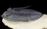 Excellent, Zlichovaspis Trilobite - Atchana, Morocco #49813-3